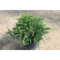 Ялівець козацький Тамарисцифолія С3